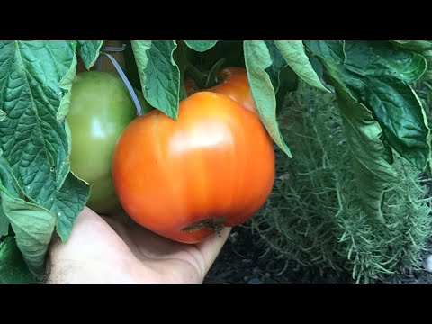 Tomato Growing Secret an Old Farmer Made Me SWEAR Not To Tell