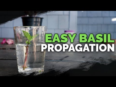 Propagating Basil: Grow an INFINITE Supply Forever