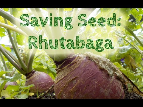 Grow your own seed! Rhutabaga