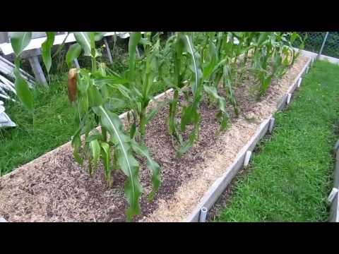 Homegrown Backyard Sweet Corn in Raised Beds Zone 5