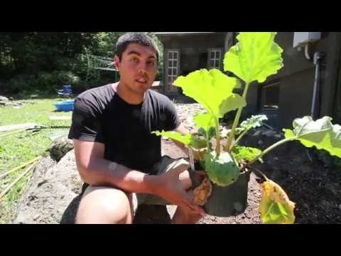 How To Plant Rhubarb (potted plant)