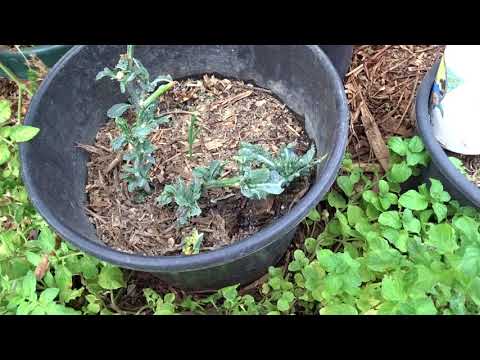 Grow KALE for FREE Propagate Cuttings in Containers/Ground in Woodchips