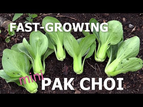 Fast-growing Mini Pak Choi