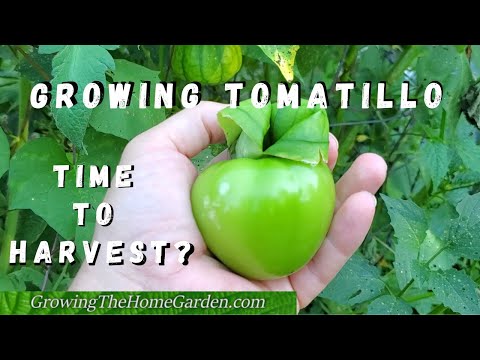 Growing Tomatillos, When to Pick Them, and other assorted TOMATILLO info!
