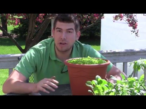 How to Grow Lettuce in Containers - Complete Growing Guide