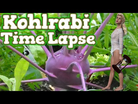 Kohlrabi Growing | Vegetables grown now | Time Lapse video