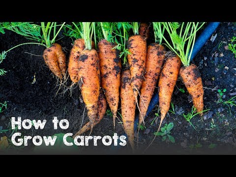 How to Grow Carrots from Seed to Harvest