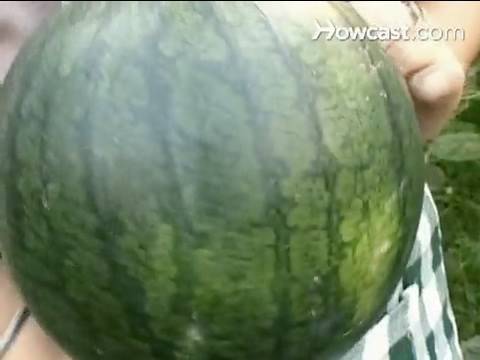 How to Grow Watermelon