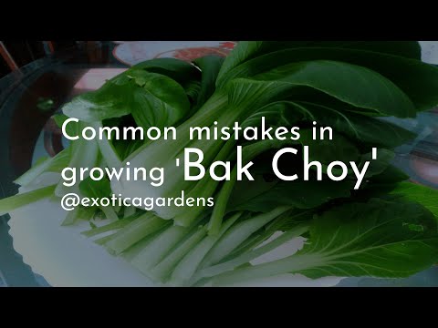 Common mistakes when growing Bak choy (Chinese cabbage)