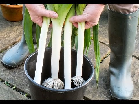 HGV Grow Leeks. The secret of how to grow twelve inch long leeks in a ten inch deep bucket