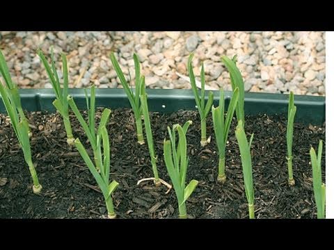 How to Grow Fresh Green Garlic Chives- Hara Lahsun Video by Bhavna - Gardening made easy!