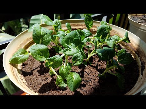 Growing Bok Choy from Seeds, Days 9-27