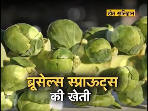 Brussels sprouts Farming