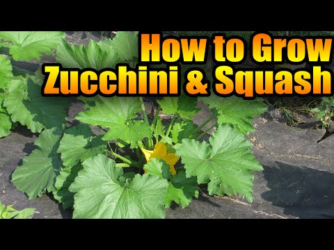 How to Grow Zucchini and Squash