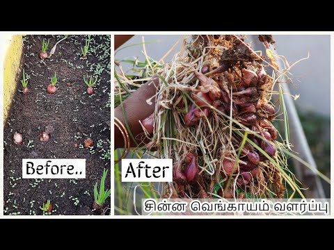 ????? ????????? ???????? | Growing Shallots (small Onions) In Garden.