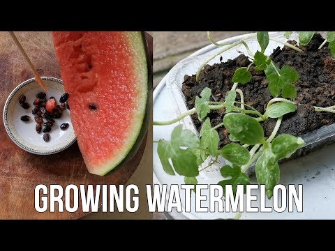 How To Grow Watermelon From Seed At Home