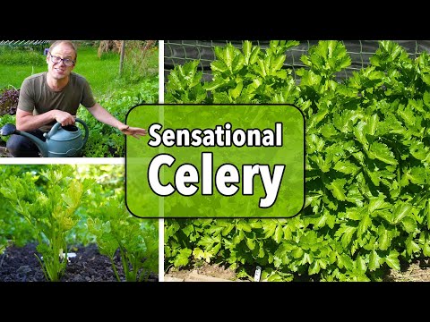Growing Celery from Sowing to Harvest