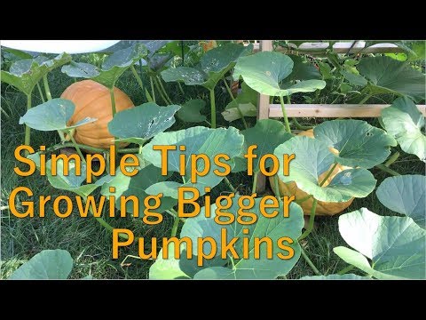 Three Tips to Help Grow Bigger Pumpkins - How to Grow Pumpkins - Summer 2017, Episode 7