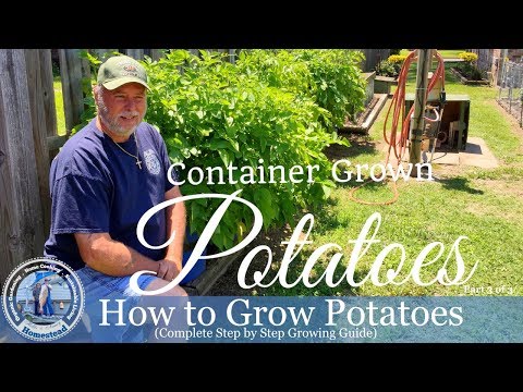 How To Grow Potatoes (Complete Step By Step Growing Guide) Part 3 of 3