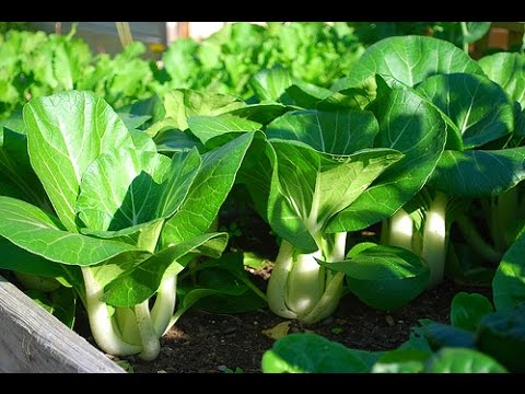 How to Grow Bok Choy in Containers