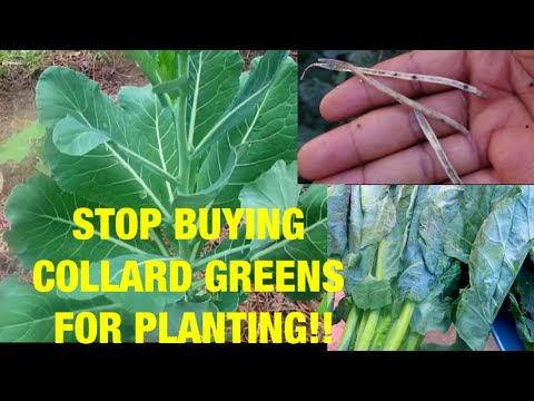 DO THIS INSTEAD// HOW TO GROW TONS OF COLLARD GREENS