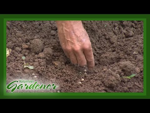 Growing Peas in Tennessee | Volunteer Gardener