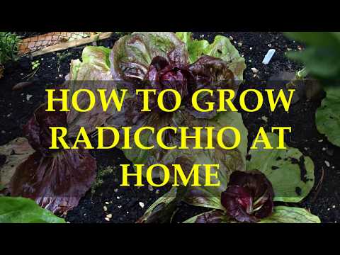 HOW TO GROW RADICCHIO AT HOME