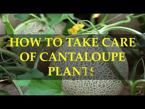 HOW TO TAKE CARE OF CANTALOUPE PLANTS