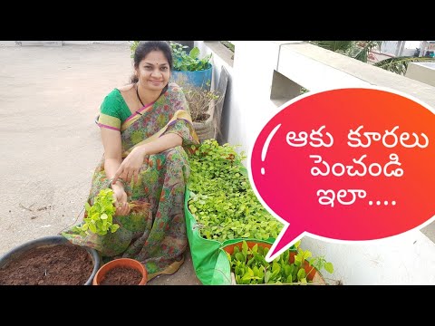 How to grow  leafy vegetables  easily at home?/??? ?????  ?????? ???????? ?????? ??? ?#leafy veggies