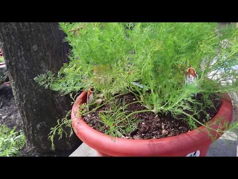 Growing Dill