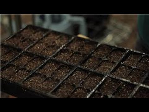 Gardening Basics : How to Plant Seeds for a Home Herb Garden