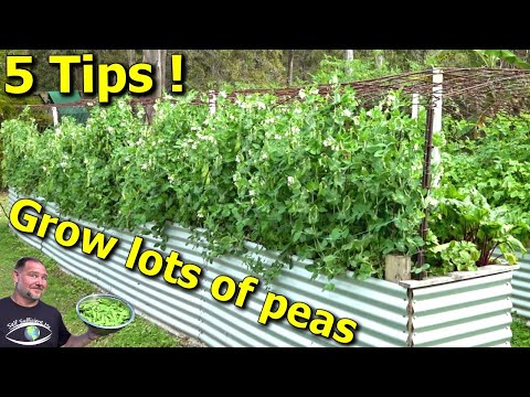 5 Tips How to Grow a Ton of Snow Peas