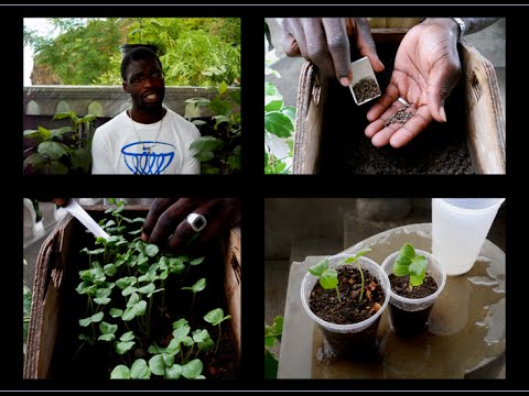 GROWING SORREL/ROSELLE SEEDS BY SPREADING METHOD | Agrosuede