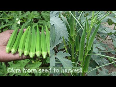 How to Grow Okra from seeds to harvest