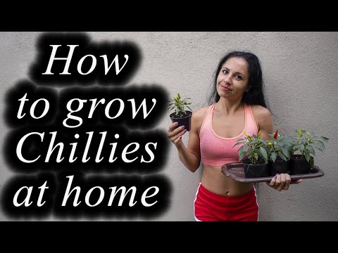 ???How to Grow Chili Peppers from Seed in Containers | Complete Step by Step Guide???