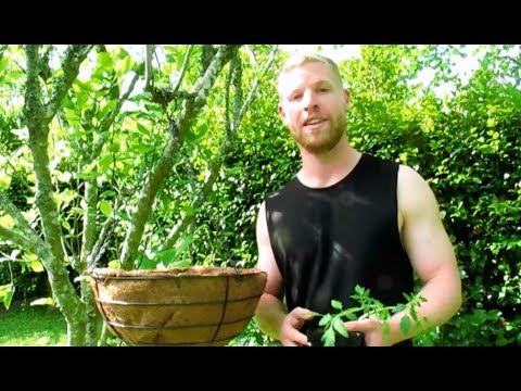 Upside Down Tomato Growing - Start to Finish - Vertical Gardening