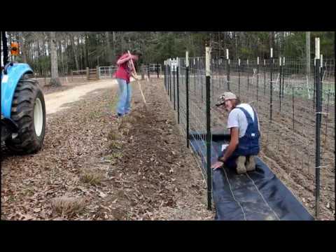 Garden Trellis ~ How to Make the BEST SUPPORTS for English Peas