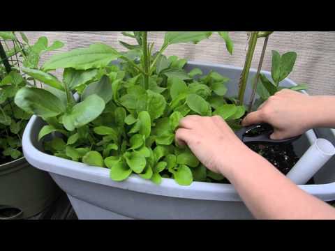 Growing arugula in containers and first harvest