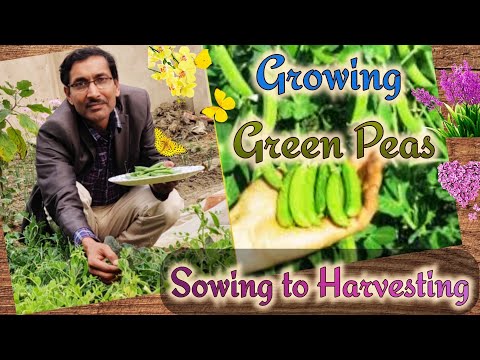 Growing Green Peas from Sowing to Harvesting in 5 minutes