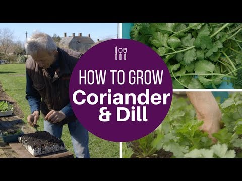 Grow coriander and dill for frequent harvests over a long period