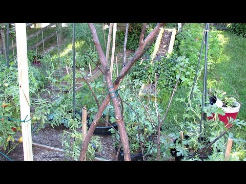 How to Make Inexpensive/Free Trellises for Your Vegetable Garden: Basic Materials, Tools & Designs