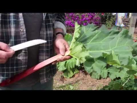 How to Plant and Grow Rhubarb