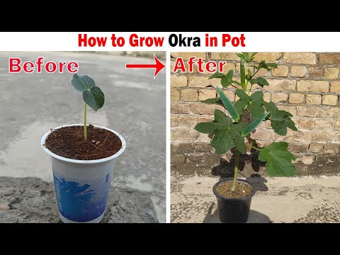 How to Grow Okra In Pots | Growing Okra at home very easy