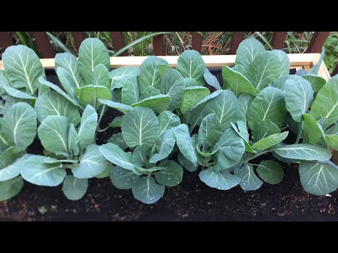 Vee's Garden Life: Collard Greens