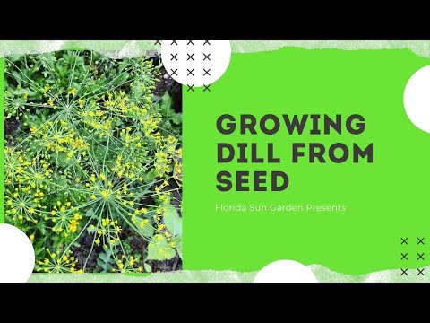 How to grow dill from seed