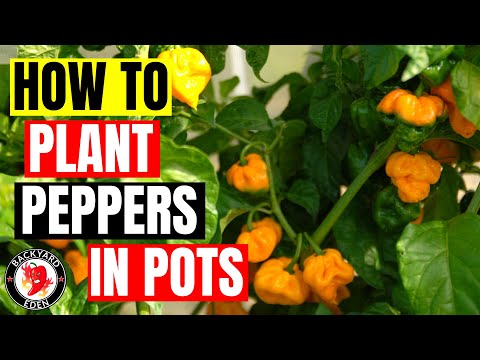 How To Plant Peppers In Pots - Growing Peppers in Pots - For 2019