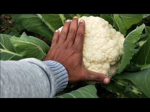 How to grow big size cauliflower || Organic ???? ????? ?? ??