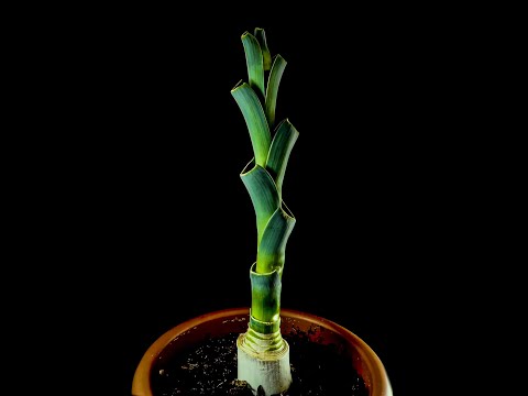 Growing leeks from leeks : leek growing time lapse