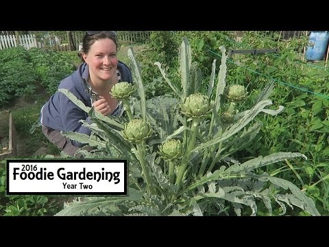 Artichoke Harvest With Me I Foodie Gardening Allotment Y2E22