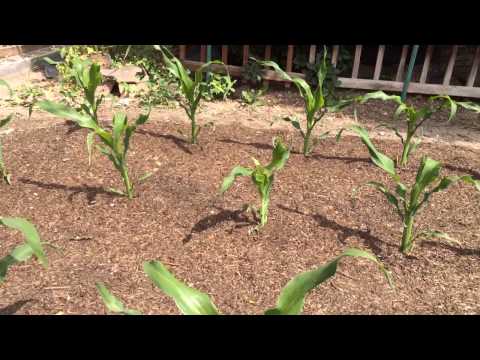 How To Grow Big Corn